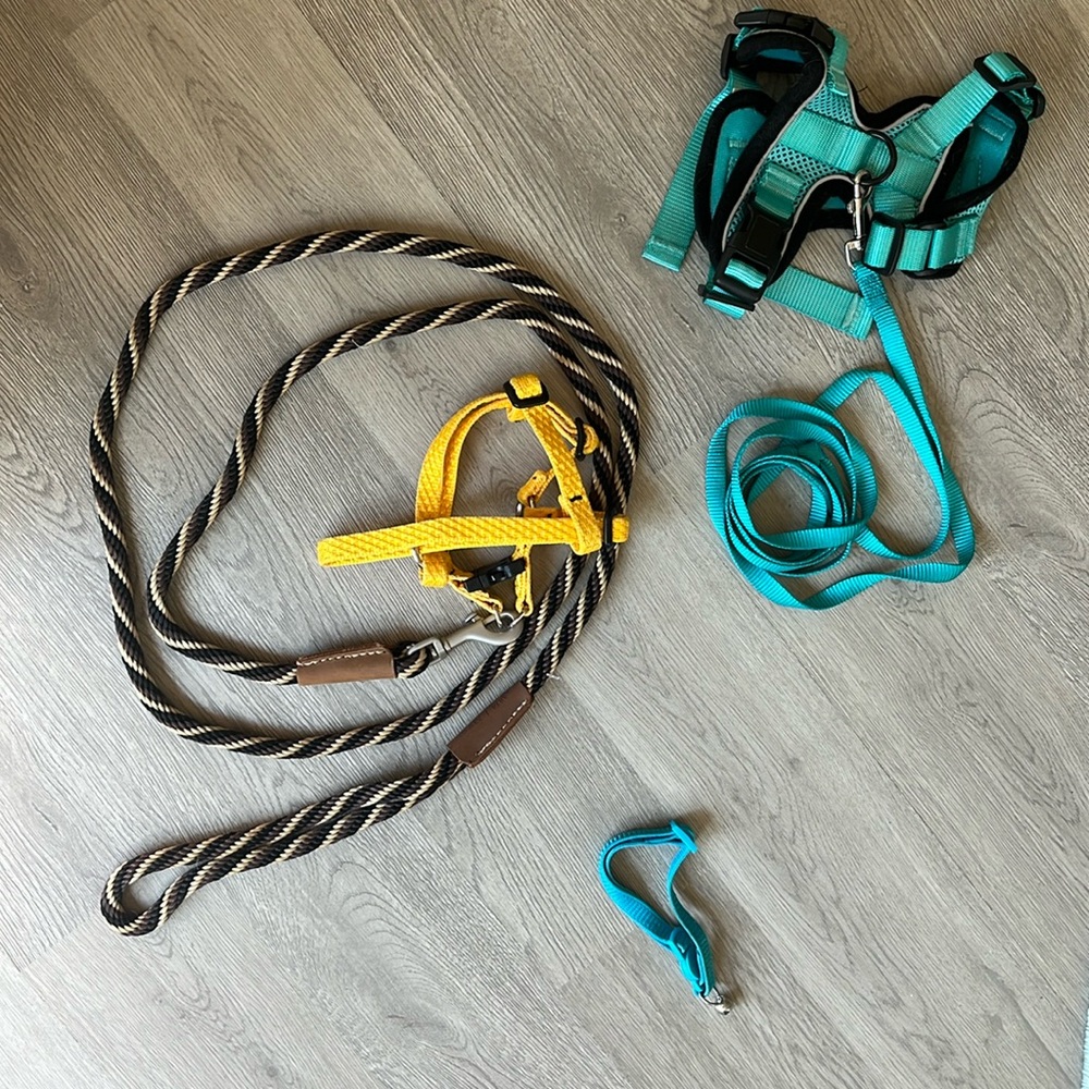 Cat or Mini Dog Harness and leash set, adjustable, multi color, Like New